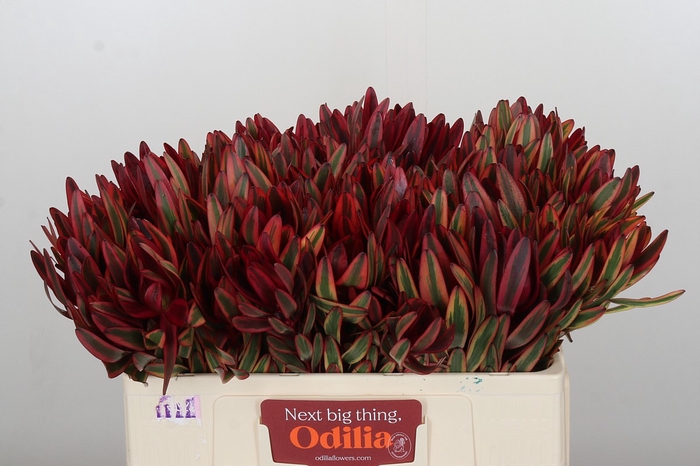 Leucadendron Jester