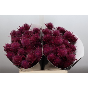 Snijgroen Eryn A Ov Klb H