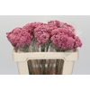 Ozothamnus Booming Pink