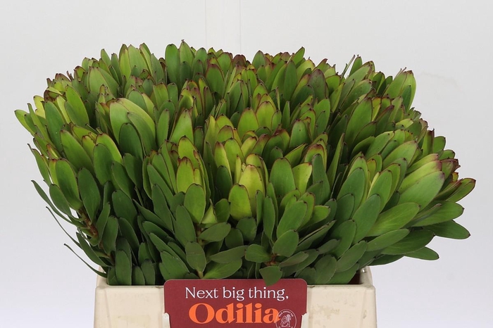 <h4>Leucadendron Goldstrike</h4>