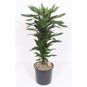 Dracaena Janet Lind