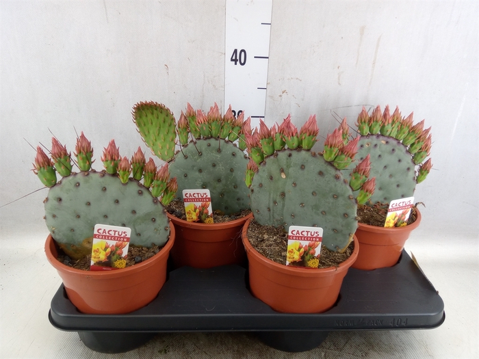 <h4>Opuntia azurea</h4>