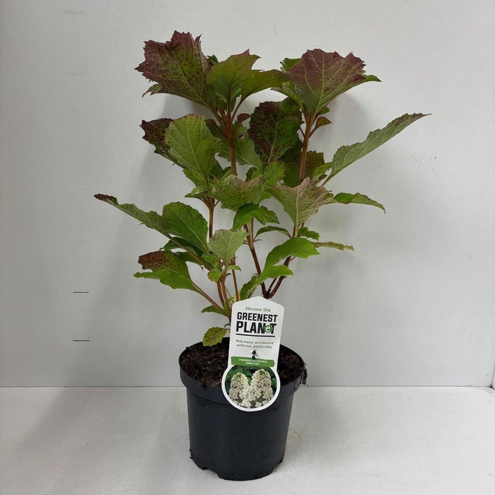 <h4>Hydrangea overig quercifolia 'Snowf</h4>