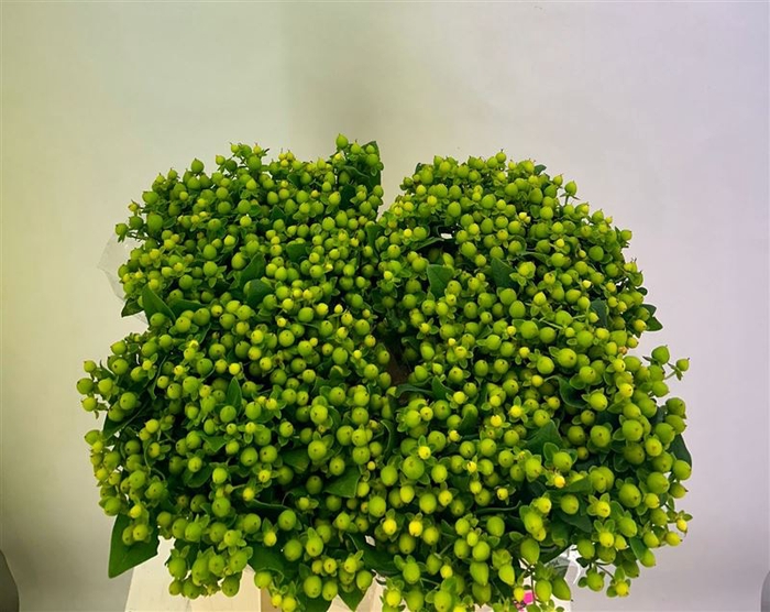 <h4>Hyp Globo Applegreen</h4>