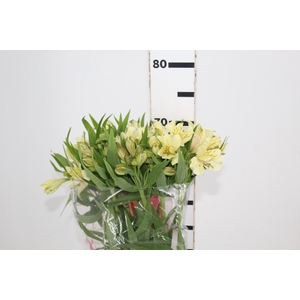 ALST. BOA VISTA 070 CM