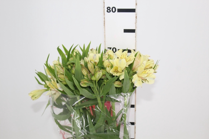 <h4>ALST. BOA VISTA 070 CM</h4>