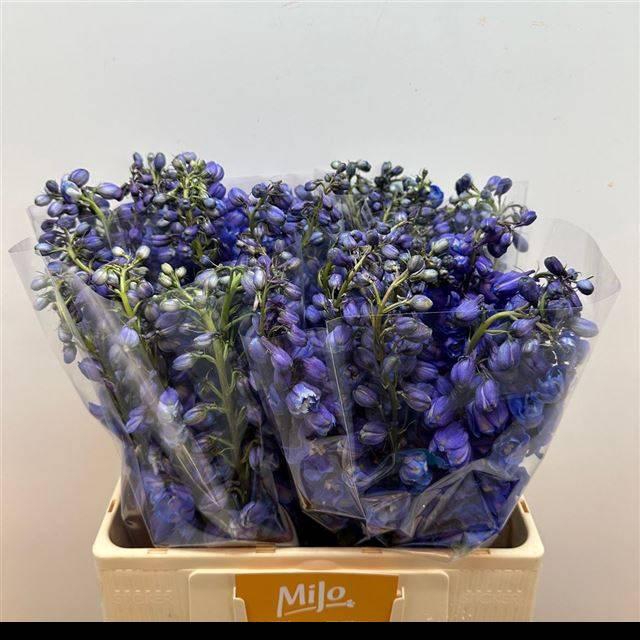 <h4>DELPH DU GUARD BLUE</h4>