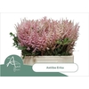 Astilbe Erika Roze