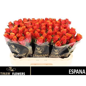 R Gr Espana