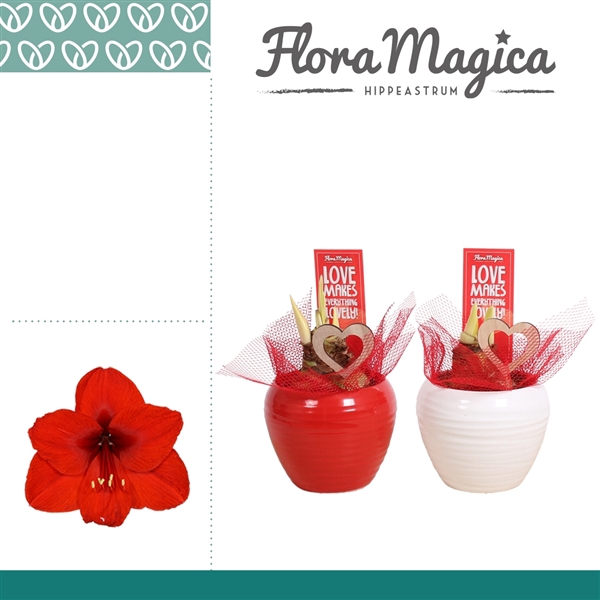 <h4>Hippeastrum Rood 2 Knop in Ompot Melanie LOVE</h4>