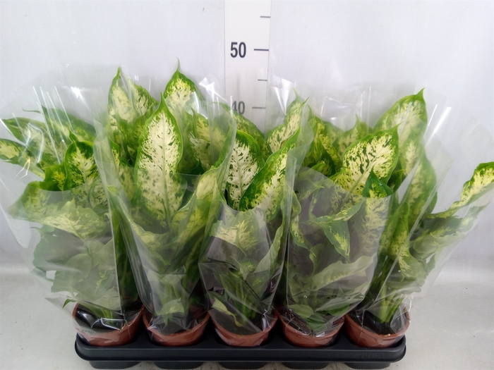 <h4>Dieffenbachia  'Compacta'</h4>