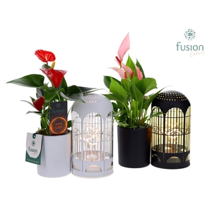 LED Lichtbal Vogels glazen planter met Anthurium