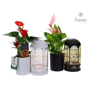 LED Lichtbal Vogels glazen planter met Anthurium