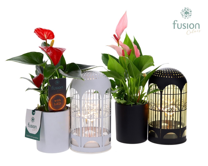 <h4>LED Lichtbal Vogels glazen planter met Anthurium</h4>
