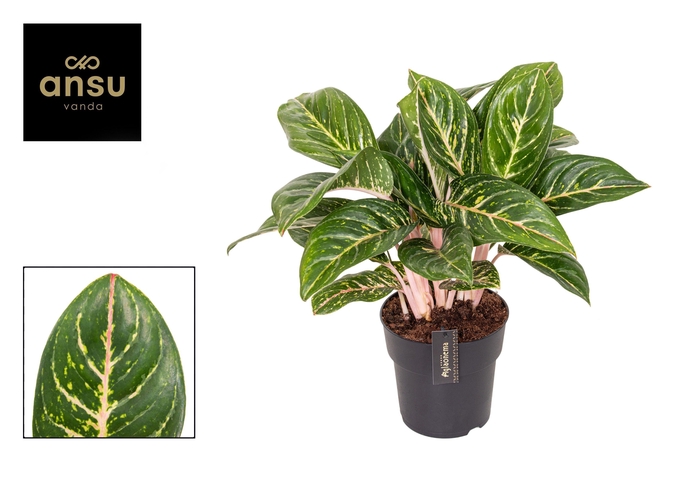 <h4>Aglaonema Coco Green</h4>