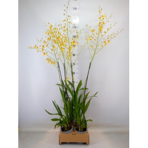 Oncidium   ...