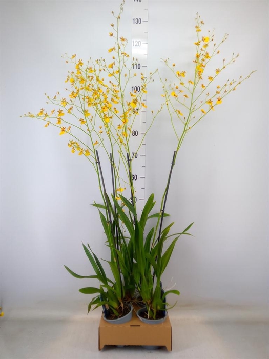 <h4>Oncidium   ...</h4>