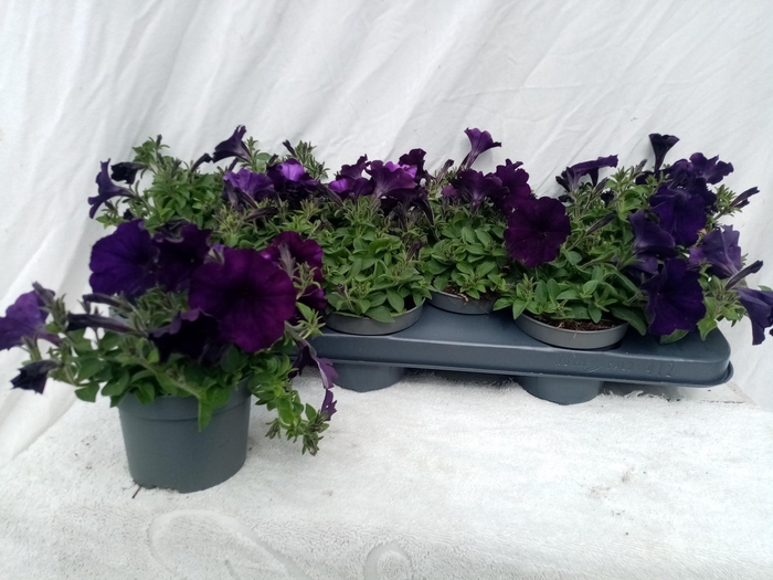 <h4>PET BLUE SURFINIA</h4>