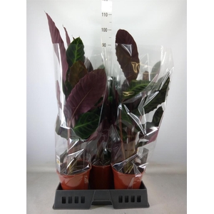 Calathea warscewiczii