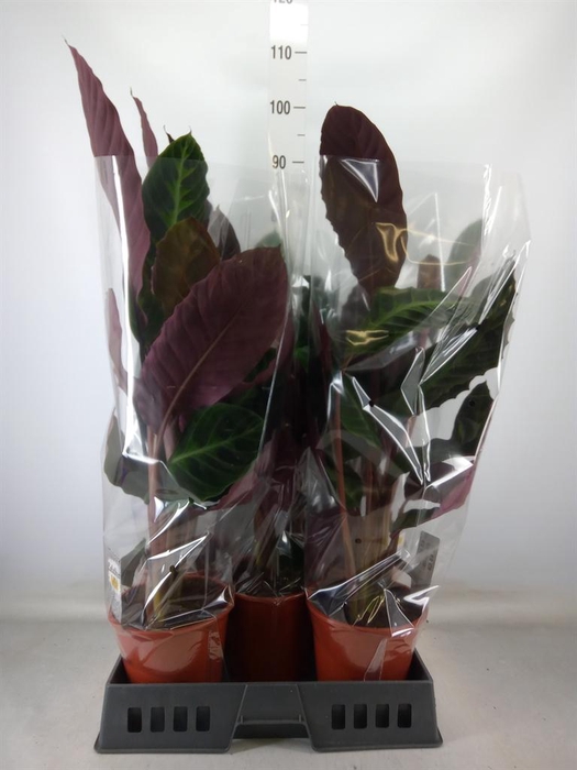 <h4>Calathea warscewiczii</h4>