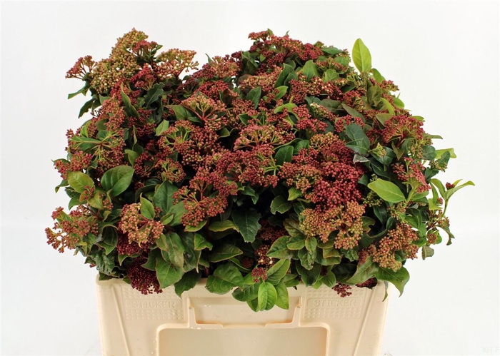 <h4>Viburnum Bloem Bos</h4>