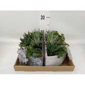 Arr.   Kamerplant Groen L%