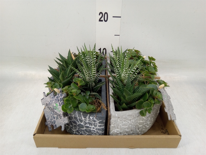 <h4>Arr.   Kamerplant Groen L%</h4>