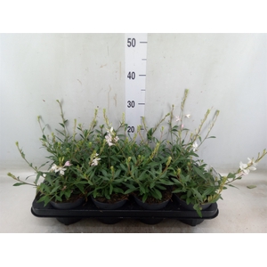 Gaura lindheimeri 'Geyser White'