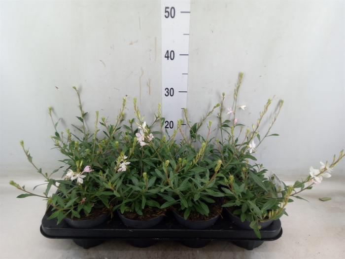 <h4>Gaura lindheimeri 'Geyser White'</h4>