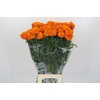 Tagetes Marigold Promise Orange