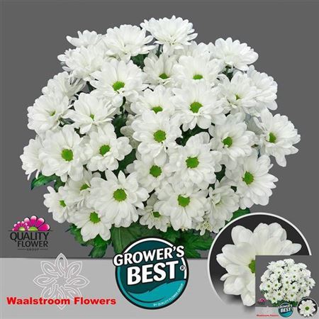 <h4>Chrysanthemum (Indicum Grp) grappe Ilonka</h4>