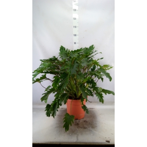 Philodendron  'Xanadu'