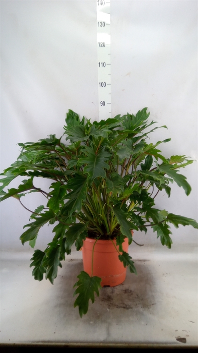 <h4>Philodendron  'Xanadu'</h4>
