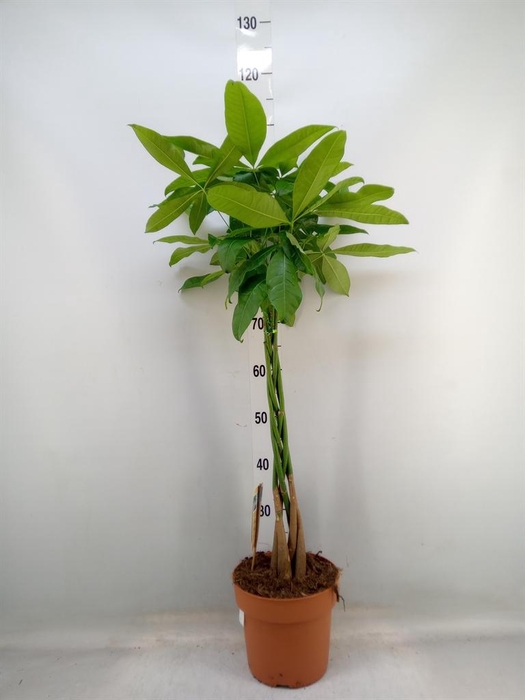 <h4>Pachira aquatica</h4>