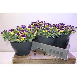 Vio Co Sor Coco Duet