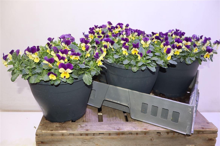 <h4>Vio Co Sor Coco Duet</h4>