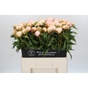 Paeonia Chiffon Parfait
