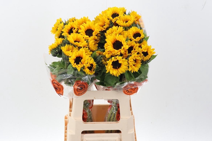 <h4>Heli Orange Fire</h4>