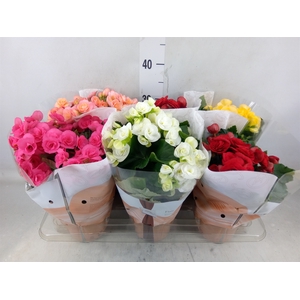 Begonia elat. DU   ...mix