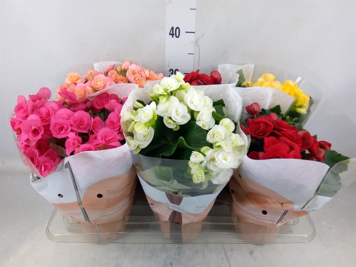 <h4>Begonia elat. DU   ...mix</h4>