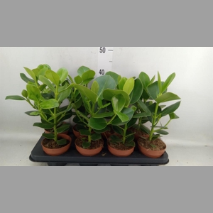 Clusia rosea 'Princess'