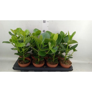Clusia rosea 'Princess'