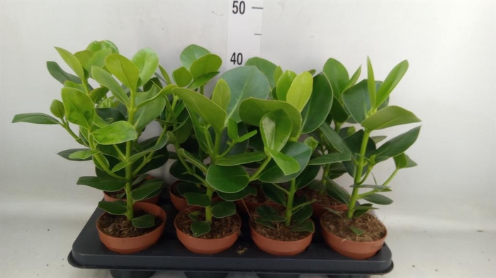 <h4>Clusia rosea 'Princess'</h4>