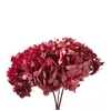 Hydrangea / Hortensia Pink HRT/0400