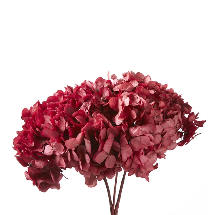 Hydrangea / Hortensia Pink HRT/0400