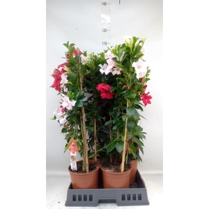 Mandevilla   ...
