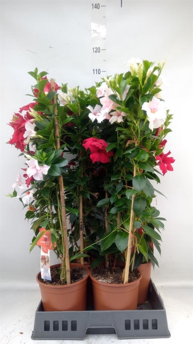 <h4>Mandevilla   ...</h4>