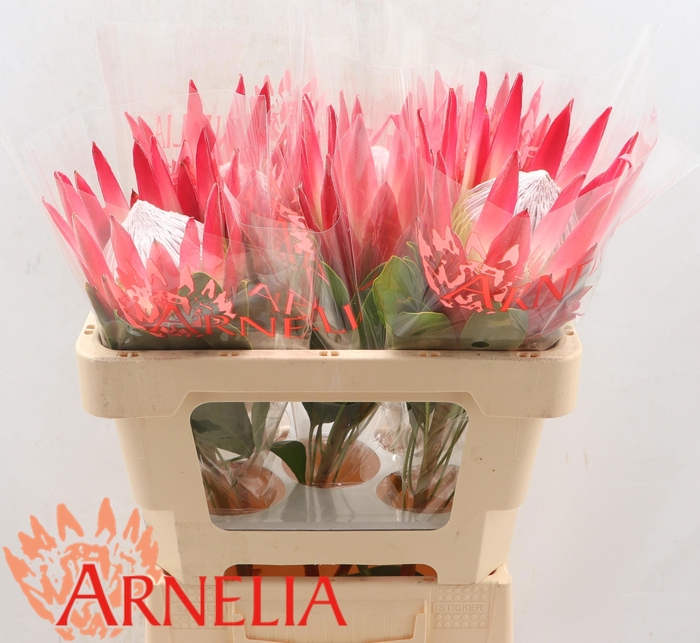 <h4>PROTEA CY MADIBA</h4>