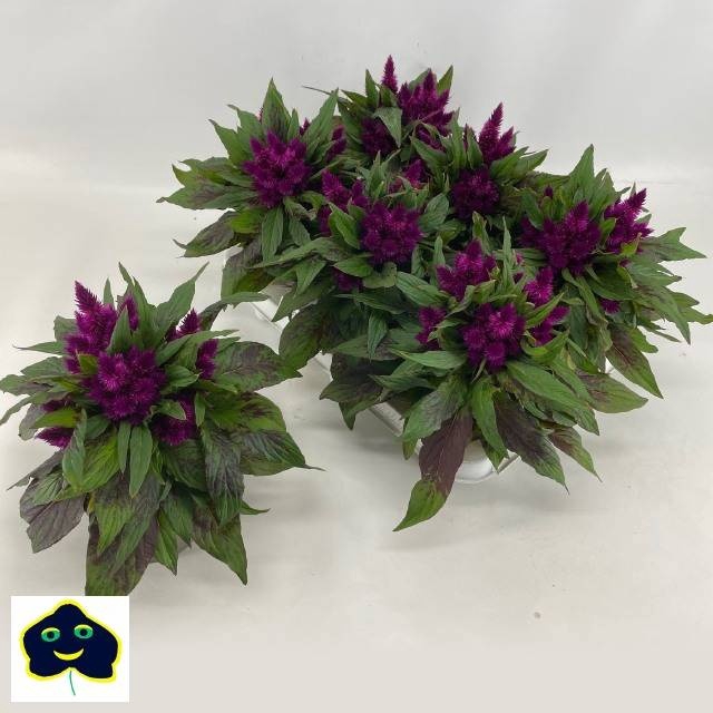 <h4>CEL INTENZ DARK PURP</h4>