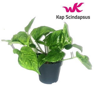 Scindapsus (Epipremnum) Marble Green